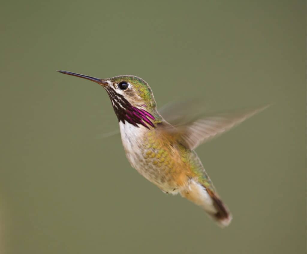 Colibrì Calliope in volo con striature viola sul collo chiaramente visibili; il rapido battito delle ali mostra una sfocatura da movimento