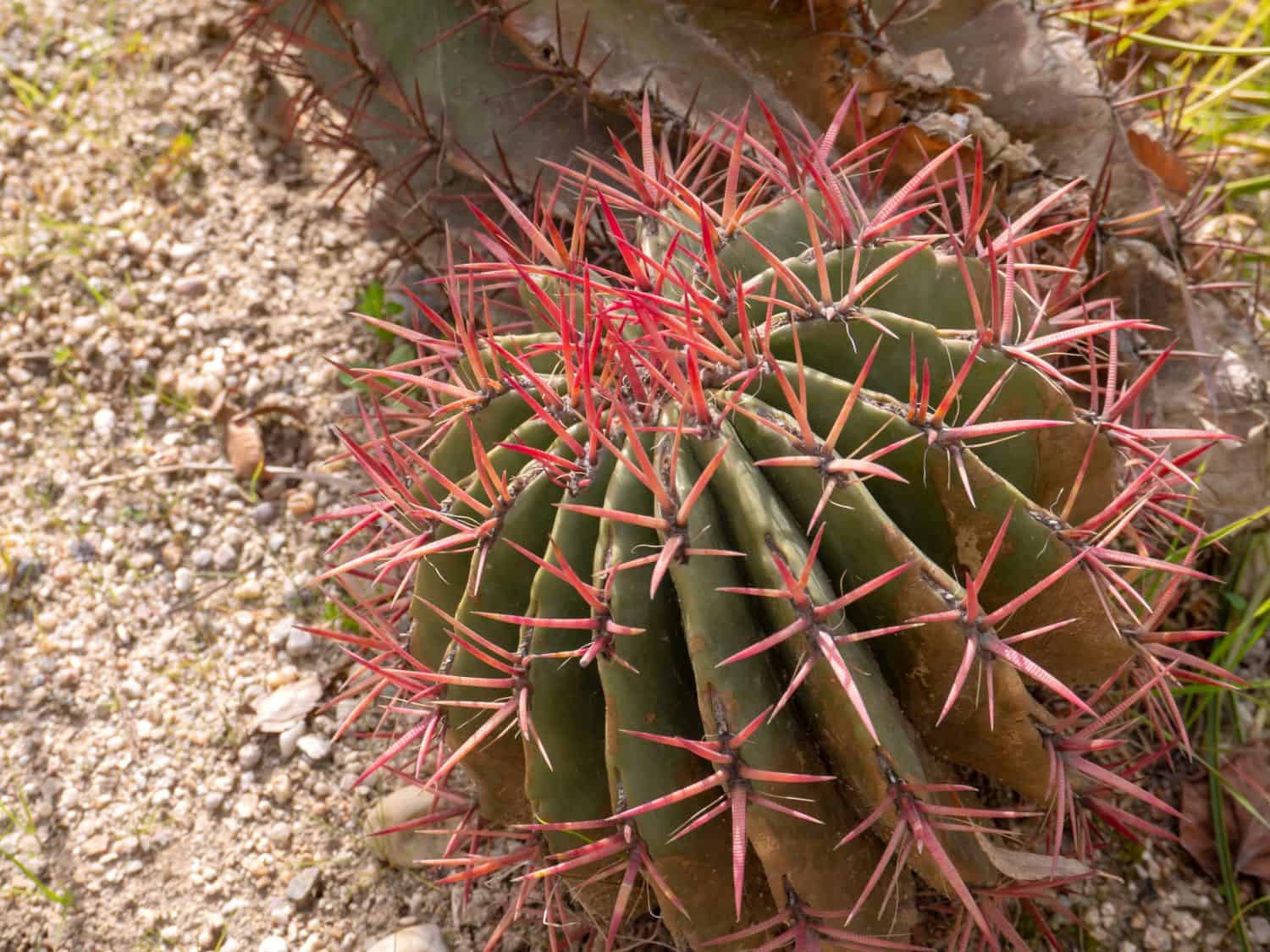 Pianta succulenta messicana Fire Barrel Cactus o ferocactus pringlei con spine rosse luminose