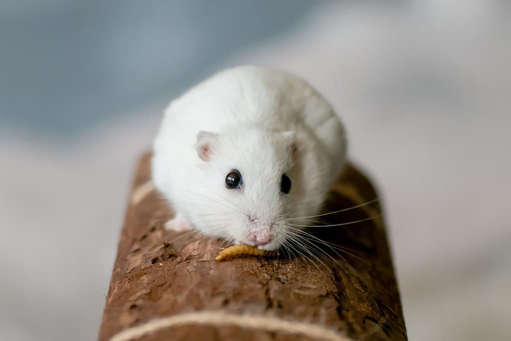 Criceto nano bianco invernale per animali domestici color perla che mangia un verme della farina e fissa la telecamera