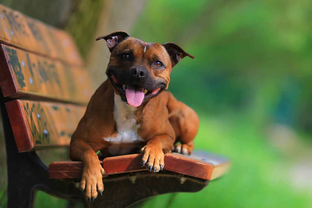 Staffordshirebull-terrier
