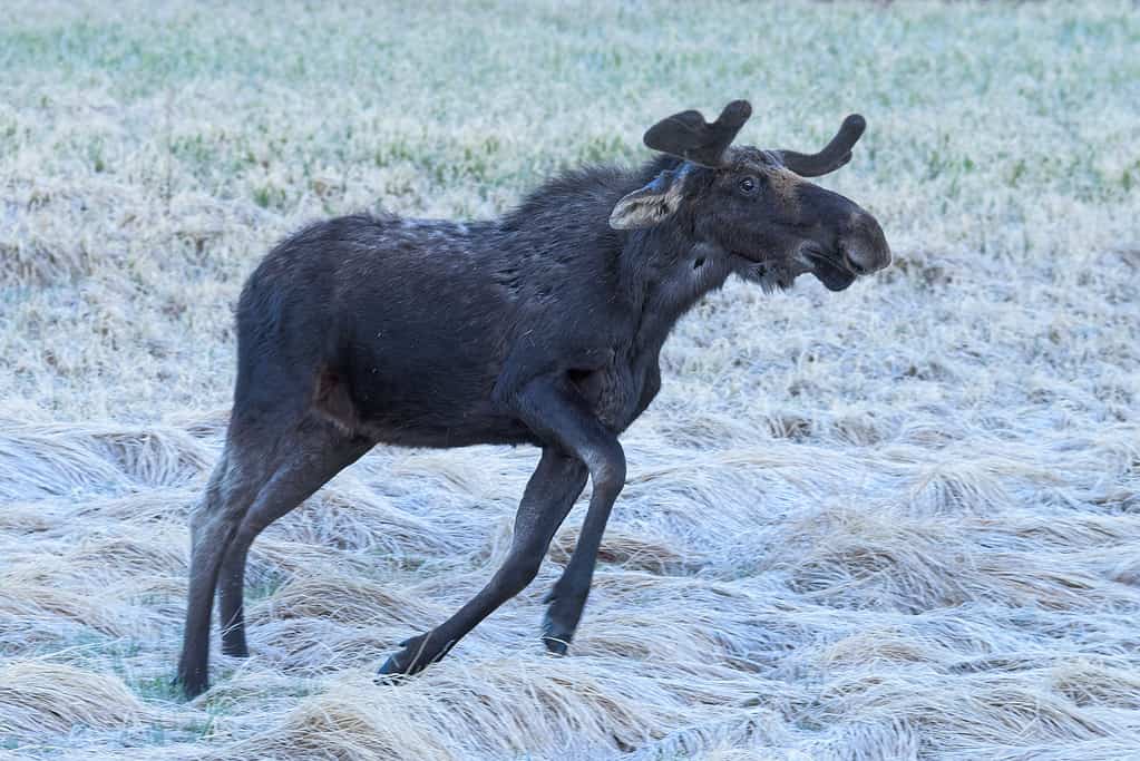 Shiras Moose nelle Montagne Rocciose del Colorado.  Giovane toro arrabbiato che balla alla luce prima dell'alba