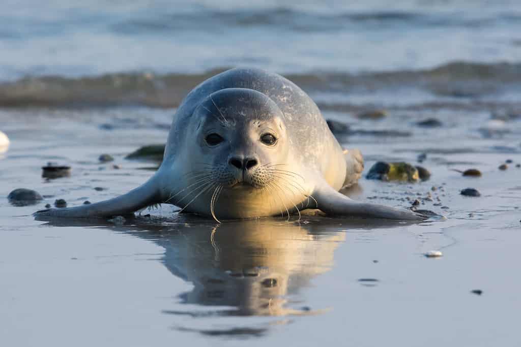 Foca comune conosciuta anche come foca del porto, foca per capelli o foca maculata (Phoca vitulina) che giace sulla spiaggia.  Helgoland, Germania