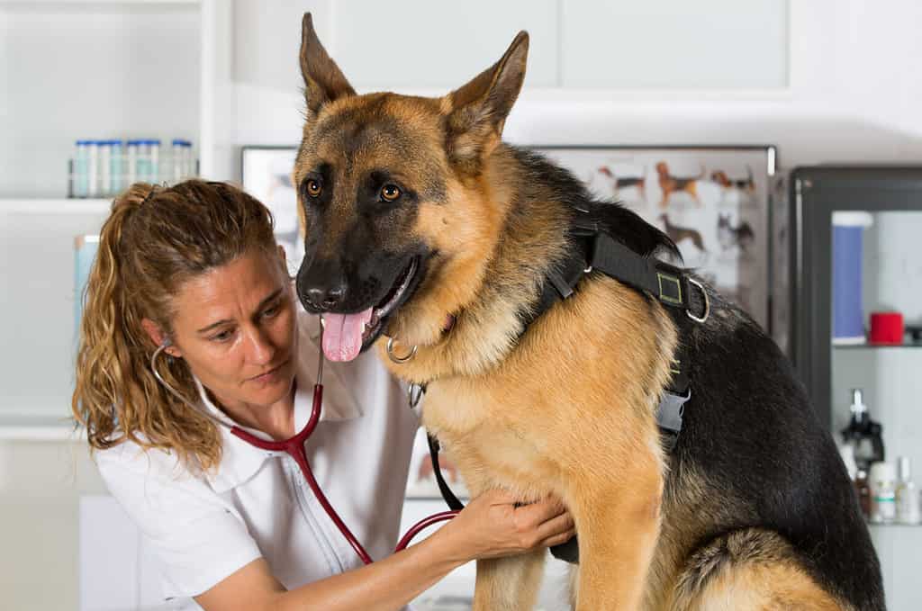 Veterinario con un cane pastore tedesco che effettua un riconoscimento in clinica