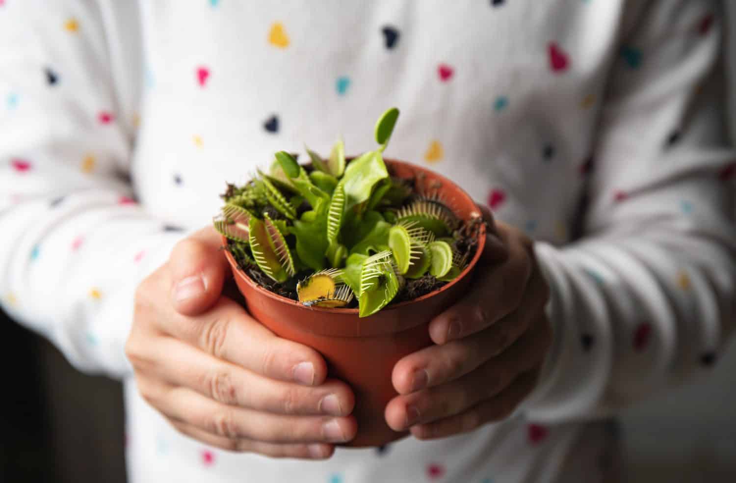Vista ravvicinata delle mani del bambino che tengono il vaso di fiori Venus flytrap, Dionaea muscipula in casa.  Interessante concetto alternativo di pianta domestica.
