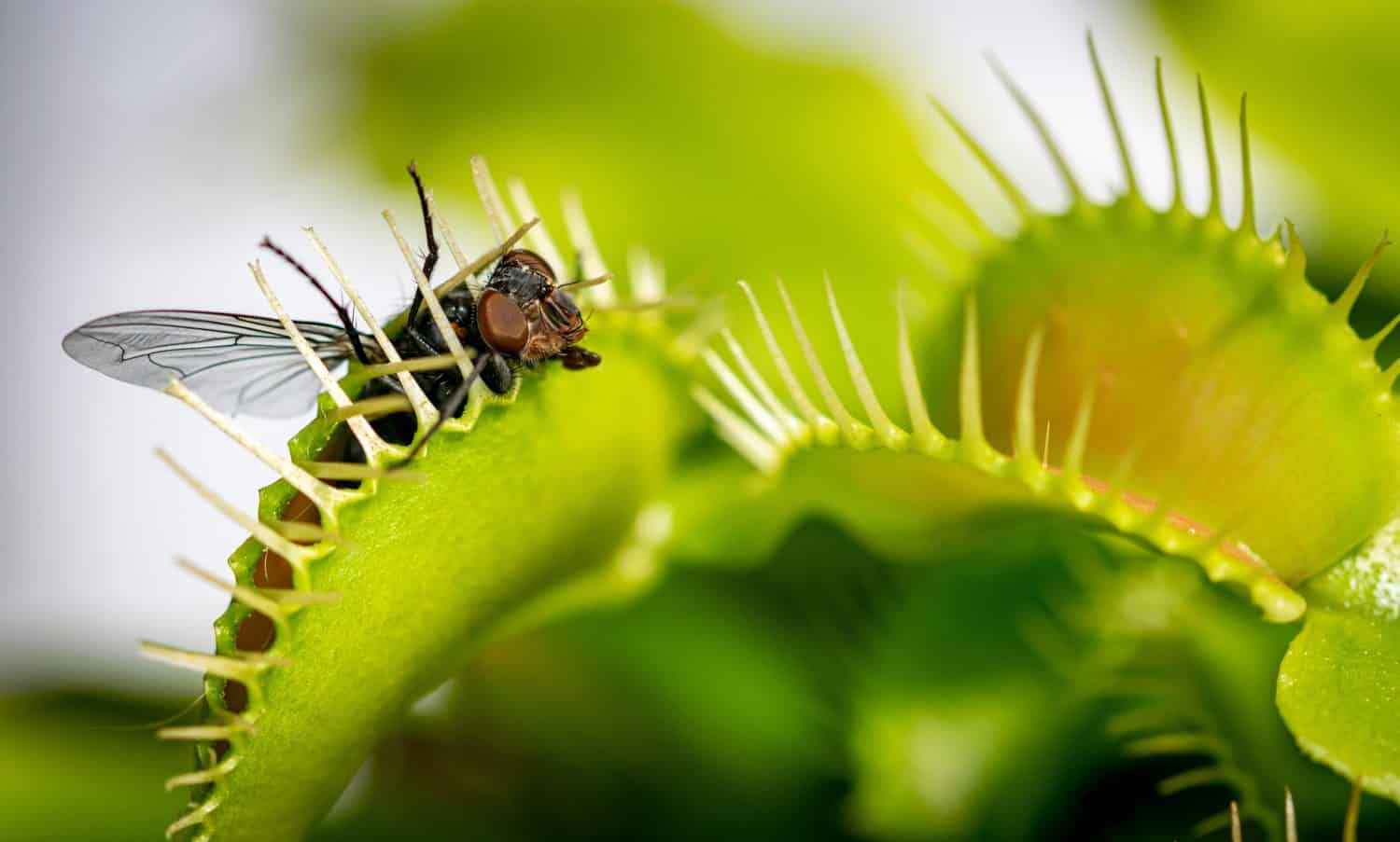 una sfortunata mosca domestica comune che viene mangiata da una pianta affamata di trappole per mosche di Venere