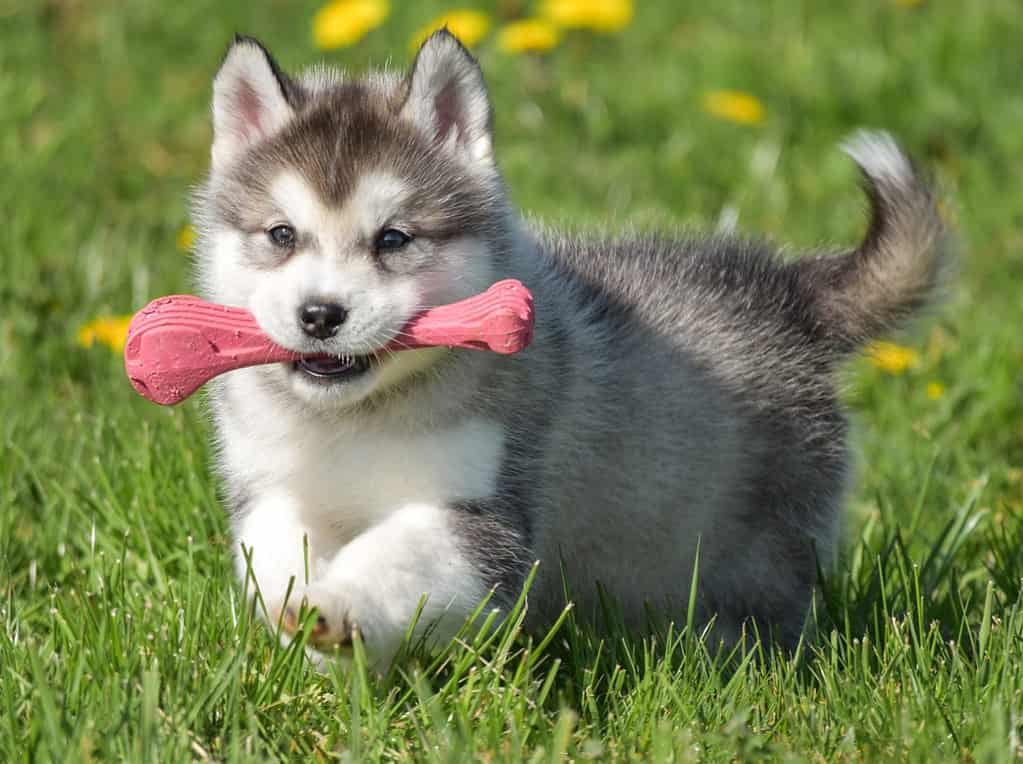 husky alaskan malamute pomski cucciolo correre con il giocattolo sull'erba
