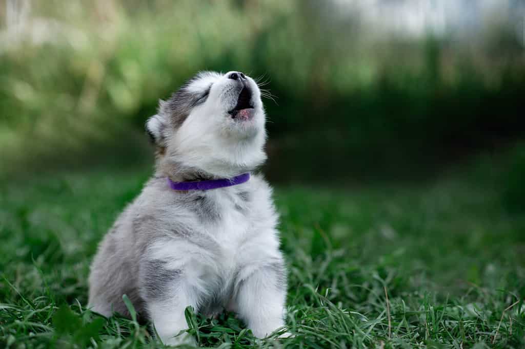 Il piccolo cucciolo grigio dell'Alaskan Malamute con il collare viola ulula