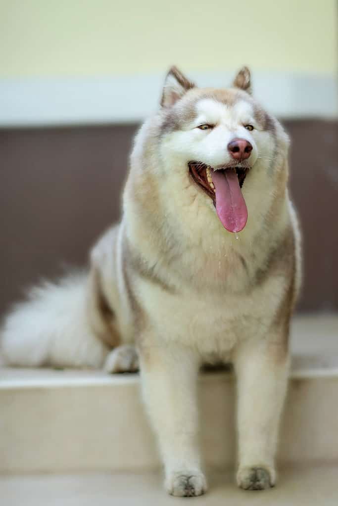 Un cane lilla del malamute dell'Alaska mezzo seduto e con la lingua fuori
