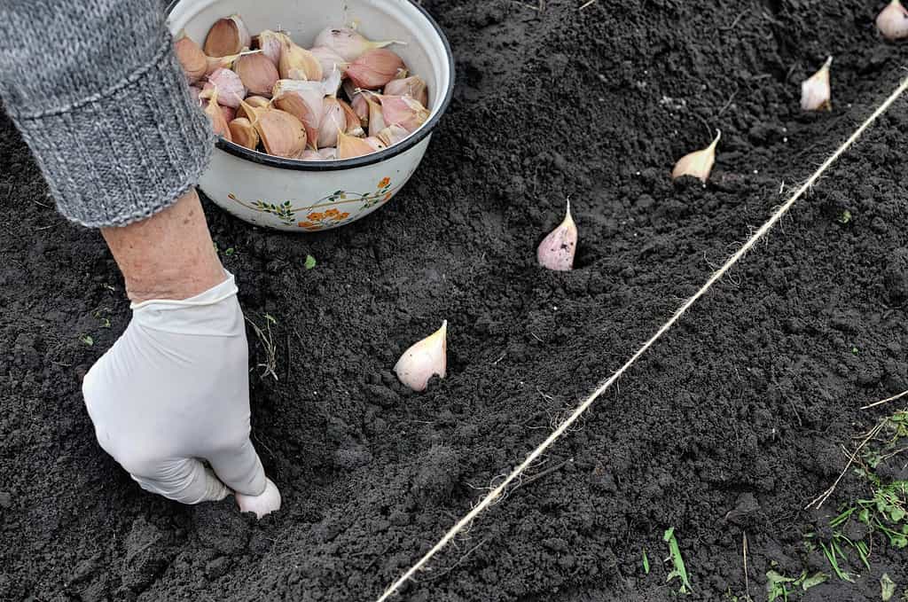 mano del contadino che pianta aglio nell'orto