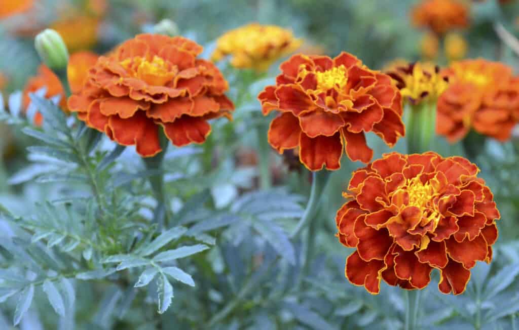 Tagete francese giallo arancio o fiore di patula Tagetes su uno sfondo sfocato del giardino.Marigolds.