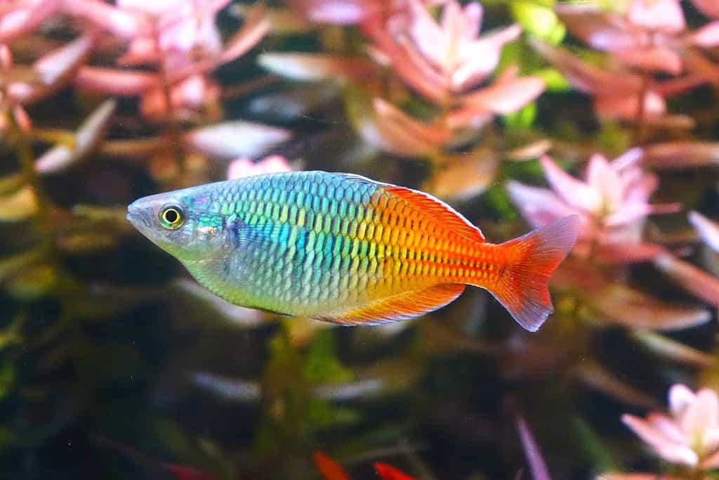 Pesci d'acquario: pesci arcobaleno Boesemani, messa a fuoco selettiva