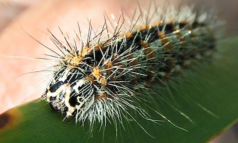 Acronicta insularis (bruco della tifa)