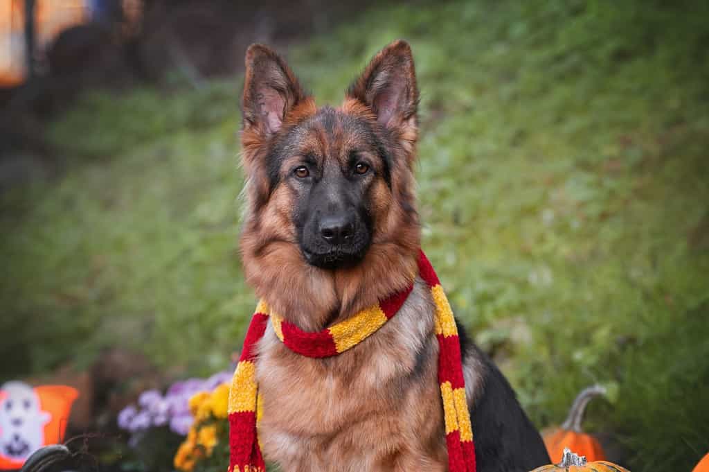 Felice Halloween.  Cane autunnale.  Pastore tedesco con la sciarpa di Harry Potter Grifondoro