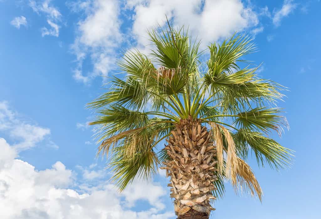 Una Washingtonia filifera o una palma della California fotografata contro un cielo nuvoloso blu.
