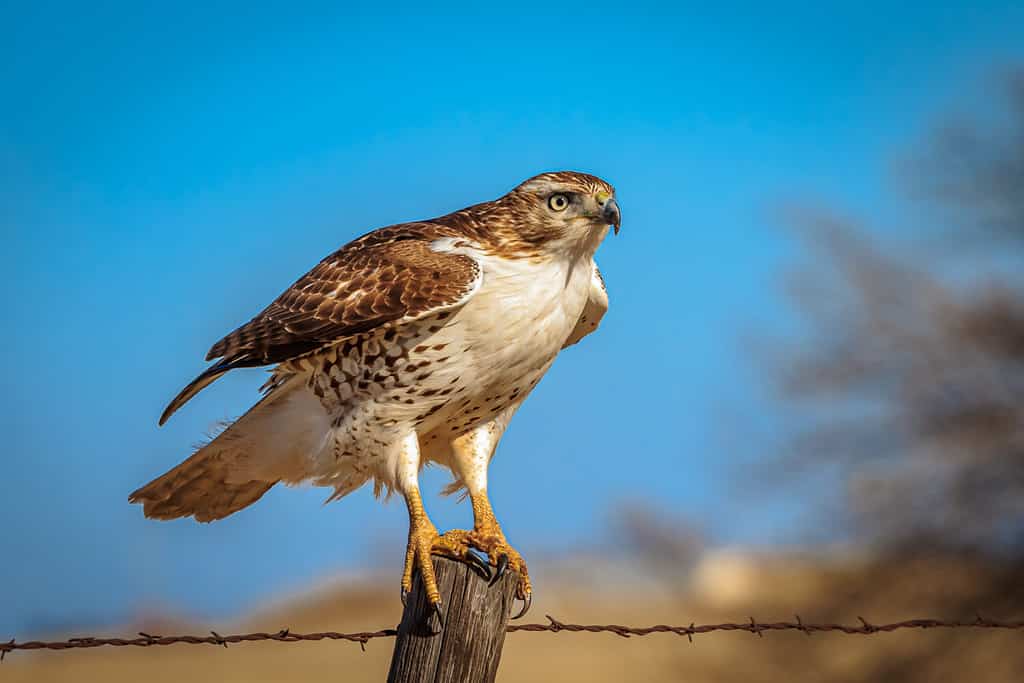 Un falco dalla coda rossa (Buteo jamaicensis) appollaiato su un palo