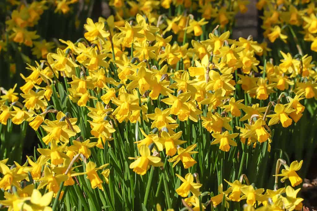 Narcisi ciclaminei in miniatura 'Tete-a-Tete'