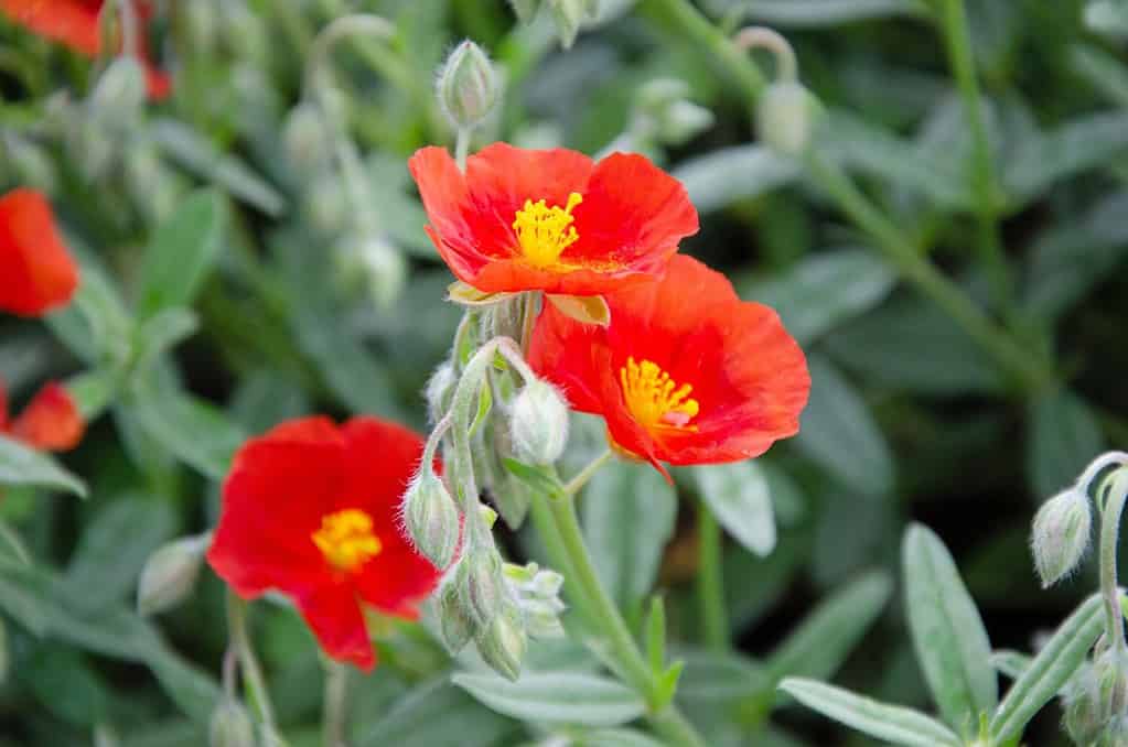 Globemallow scarlatto in piena fioritura, Sphaeralcea coccinea.  Chiuda sull'immagine macro di fiori