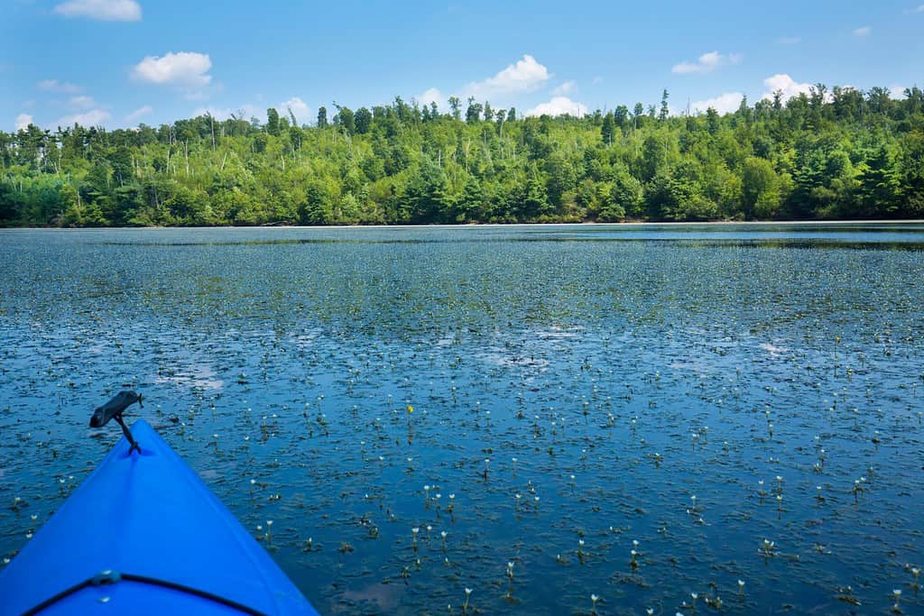 Masse di fanwort, Cabomba caroliniana, in fiore al Quinebaug River Canoe Trail a East Brimfield, Massachusetts.