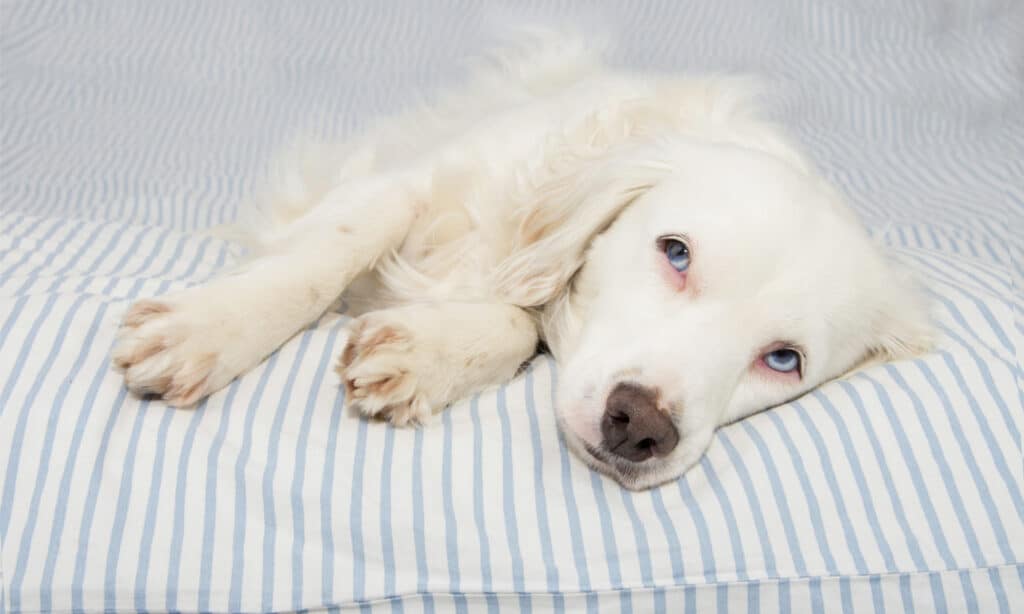 Cane bianco con gli occhi azzurri sdraiato