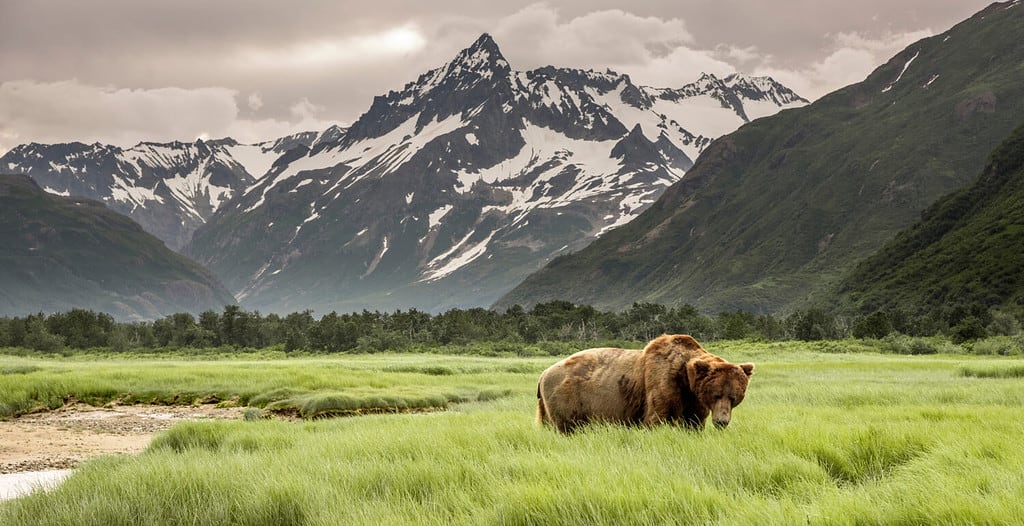 Orso grizzly delle coste dell'Alaska.