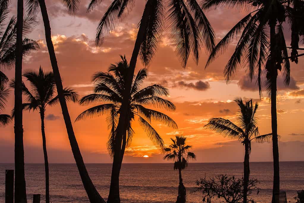 Palme sulla spiaggia di Papohaku a Molokai, Hawaii.