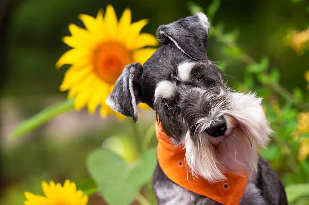 Cane schnauzer miniatura posato con girasoli gialli e arancioni luminosi.  Il cucciolo indossa una sciarpa arancione coordinata.