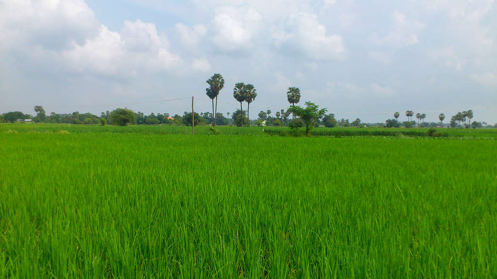 La risaia della Cambogia.  Il campo di riso fresco in Asia.