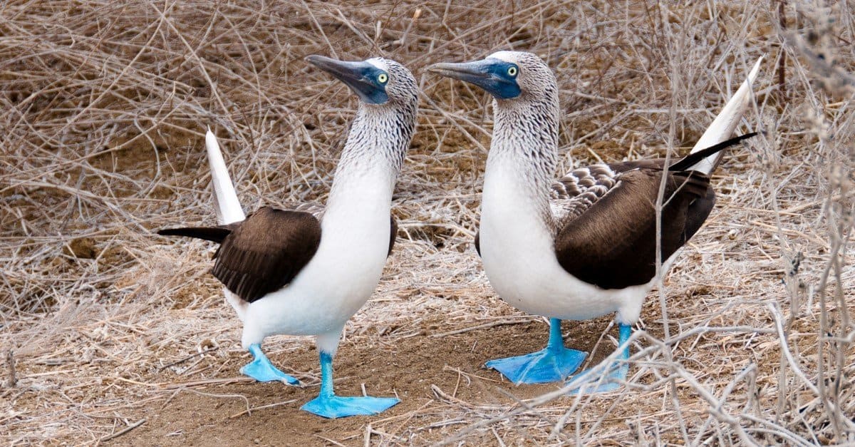 I 16 uccelli più belli delle Galapagos
