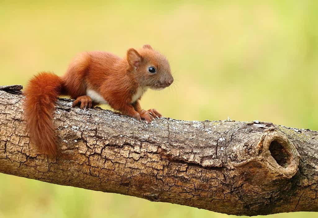 Piccolo scoiattolo Sciurus vulgaris