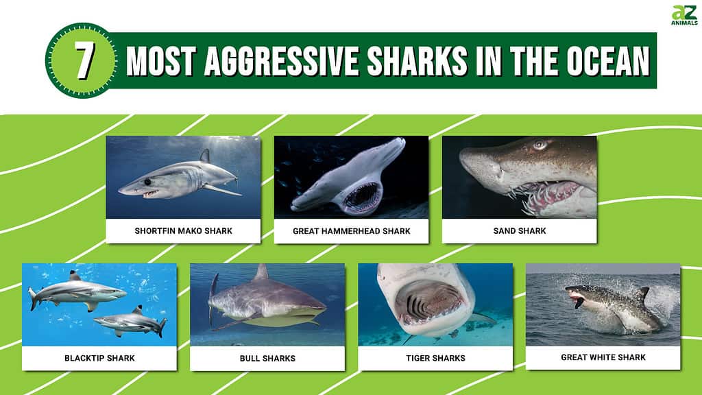 Infografica sugli squali più aggressivi nell'oceano