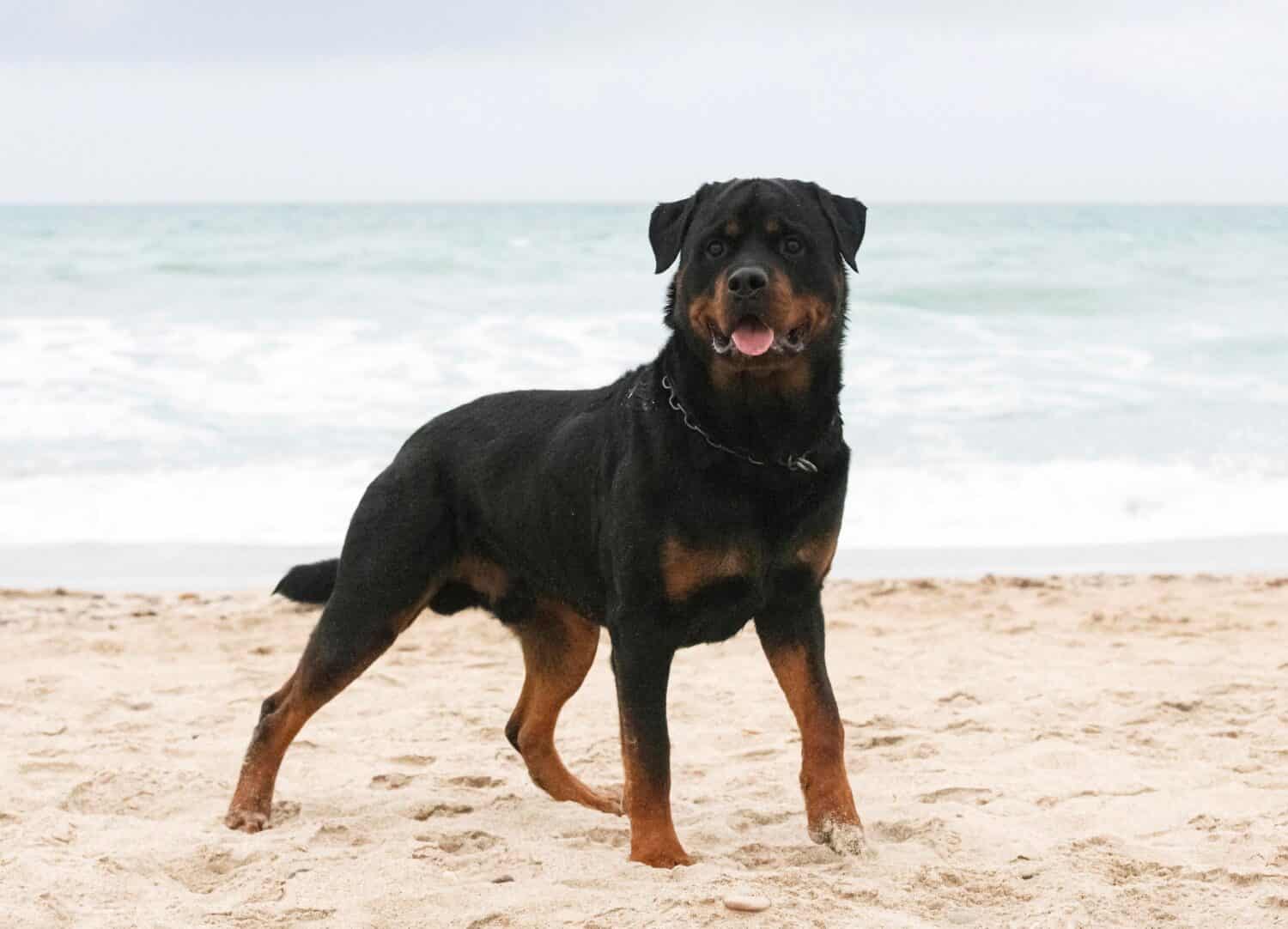  I Rottweiler sono bravi con i bambini?  6 cose importanti da sapere
