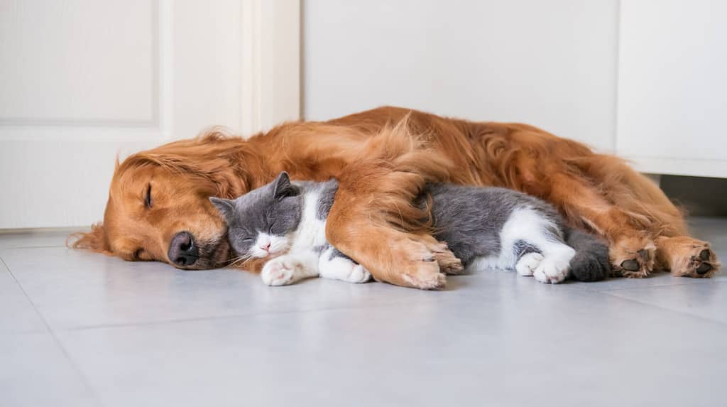 Cane e gatto dormono insieme