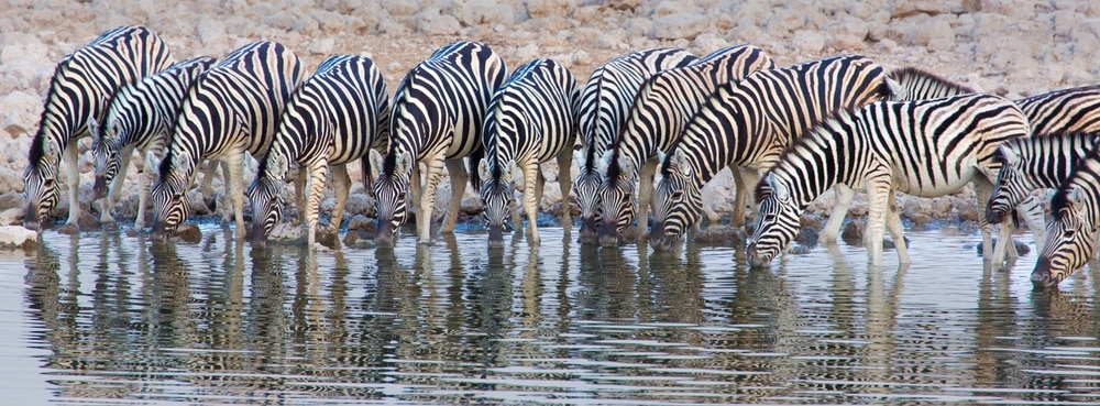 Bere zebra con retroilluminazione al tramonto;  Zebra che beve, con il riflesso del tramonto;  Zebra ordinata linea per bere;  Parco nazionale Etosha, Namibia