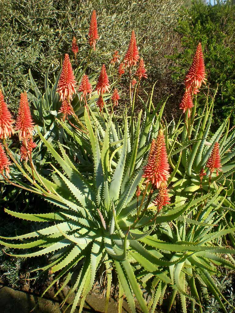 Piante mature di aloe che mostrano fiori vivaci