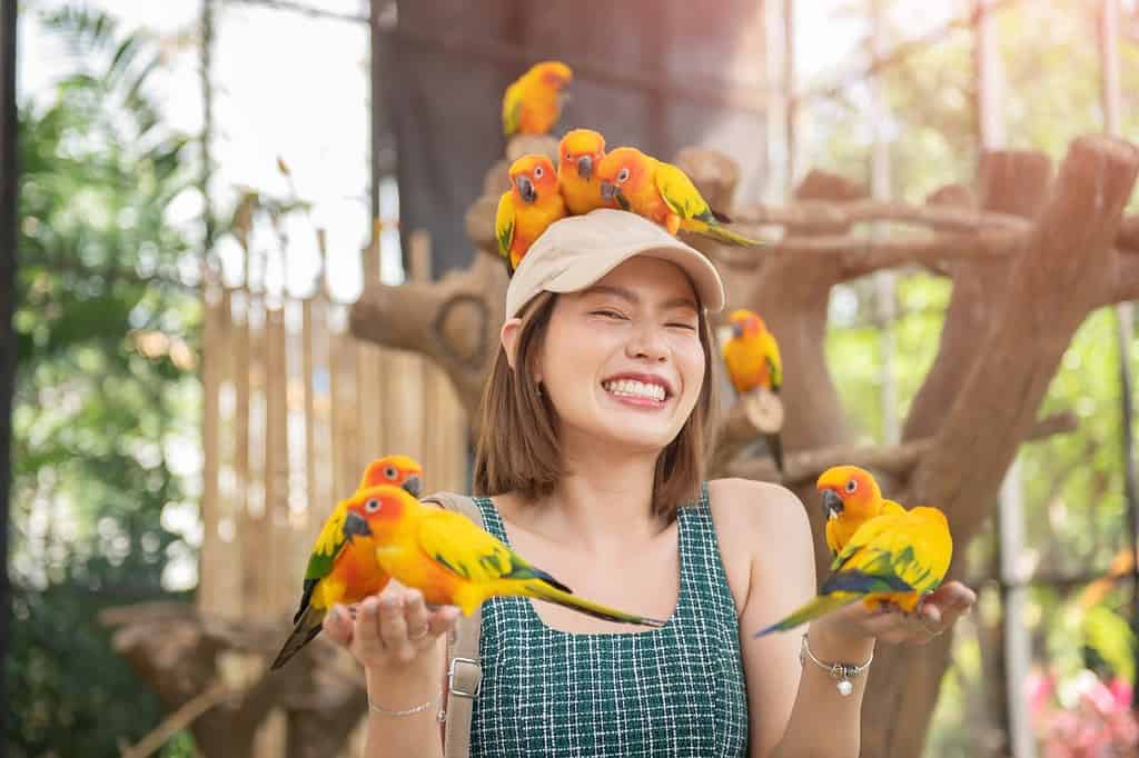 Bella donna asiatica che gode con l'uccello a portata di mano e il corpo sullo sfondo della gabbia, amore per gli animali.  Cura degli animali domestici, addestramento dei pappagalli, donna sorridente che gioca con il suo animale domestico, gruppo di pappagalli Sun Conure.