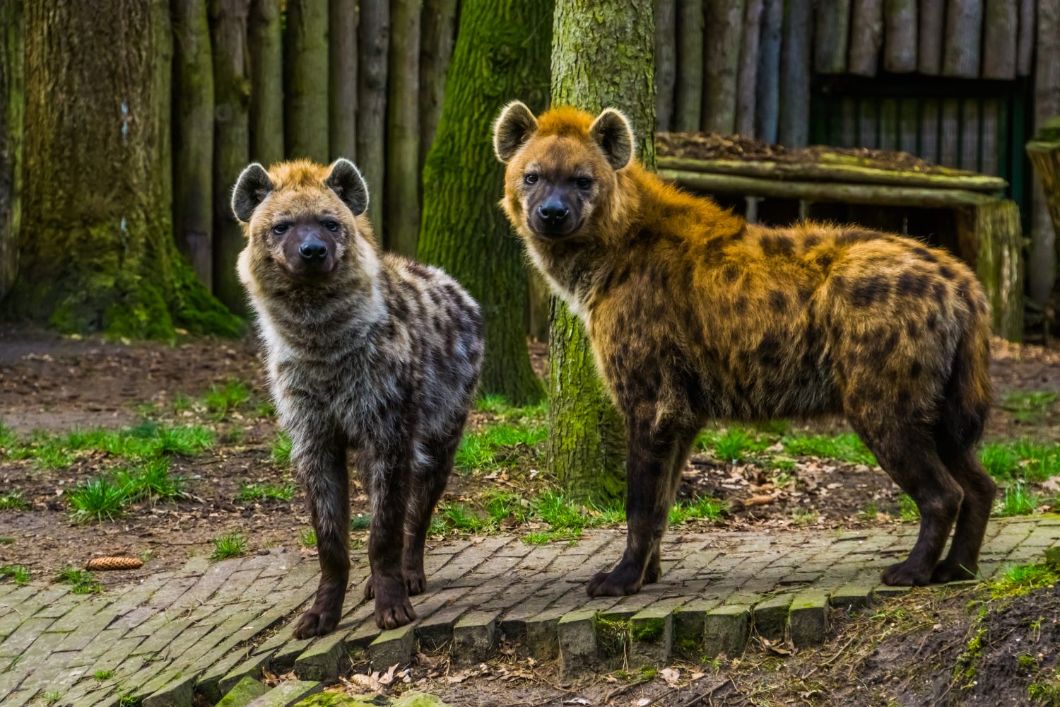 coppia di iene maculate in piedi una accanto all'altra, mammiferi carnivori selvatici del deserto dell'Africa