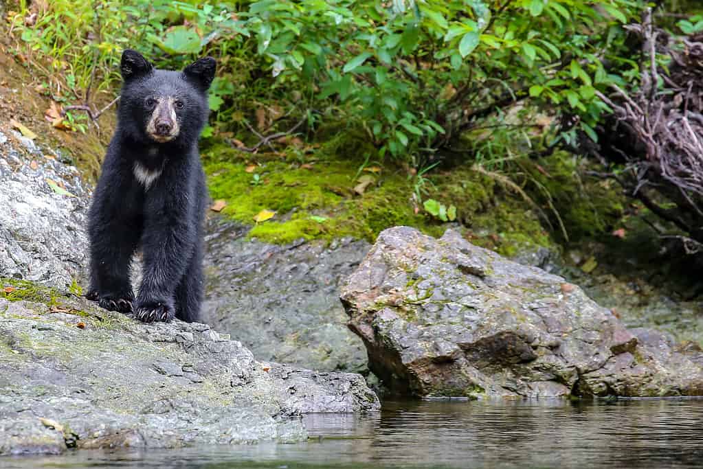 Cucciolo di orso nero selvaggio sul fiume Rouge, Oregon, Stati Uniti