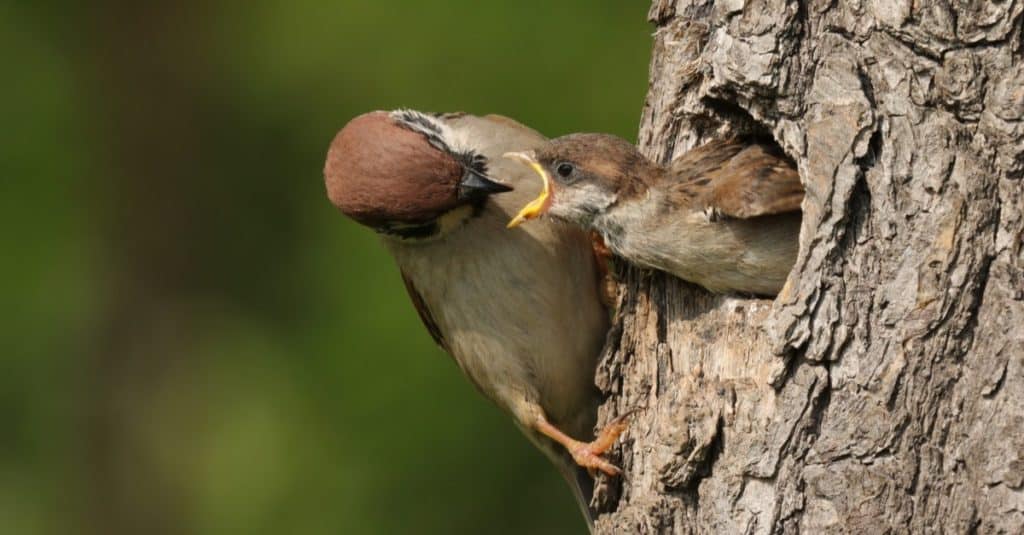 La passera mattugia euroasiatica (Passer montanus) seduta sull'albero con il suo nido e dando da mangiare al suo pulcino.