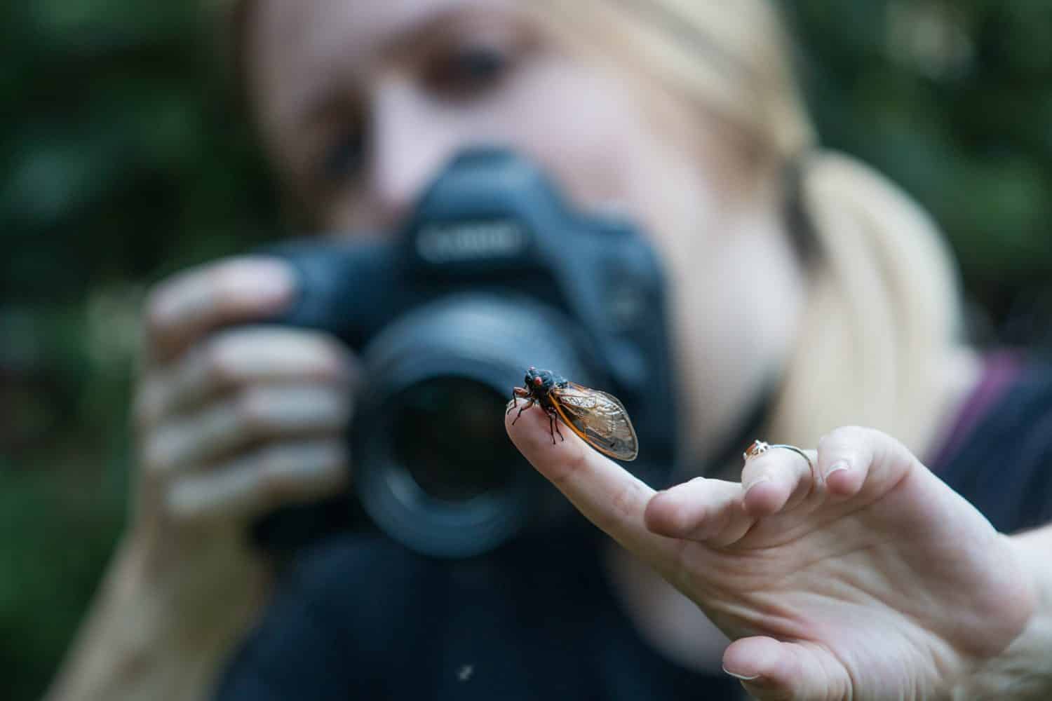 Una donna fotografa una cicala del periodico Brood X con una fotocamera digitale. 
