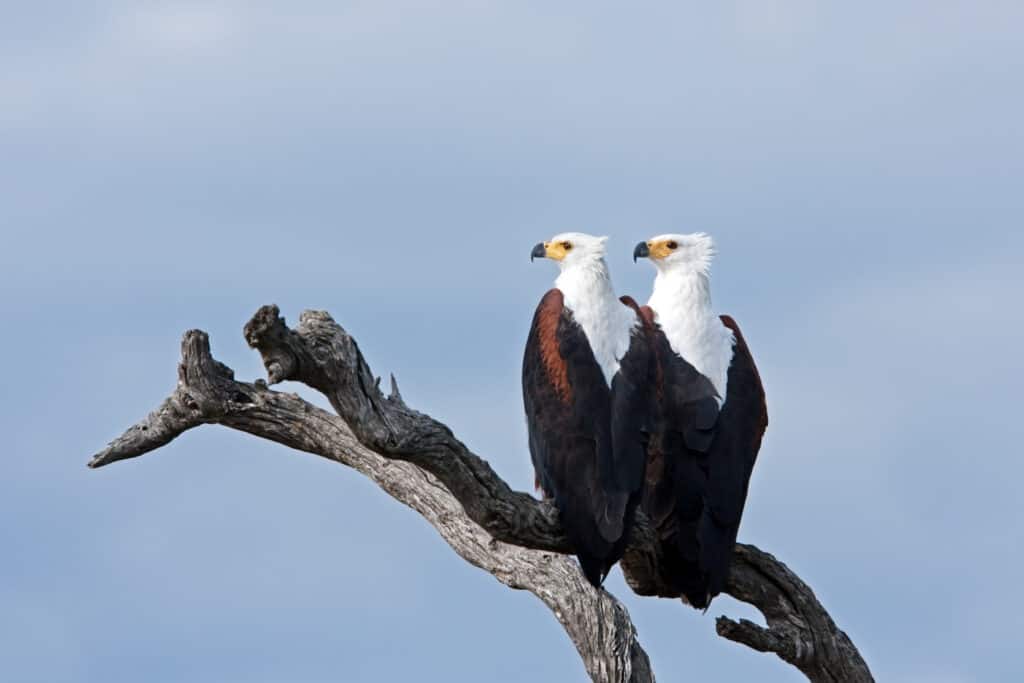 Coppia di aquile pescatrici africane appollaiate su un ramo