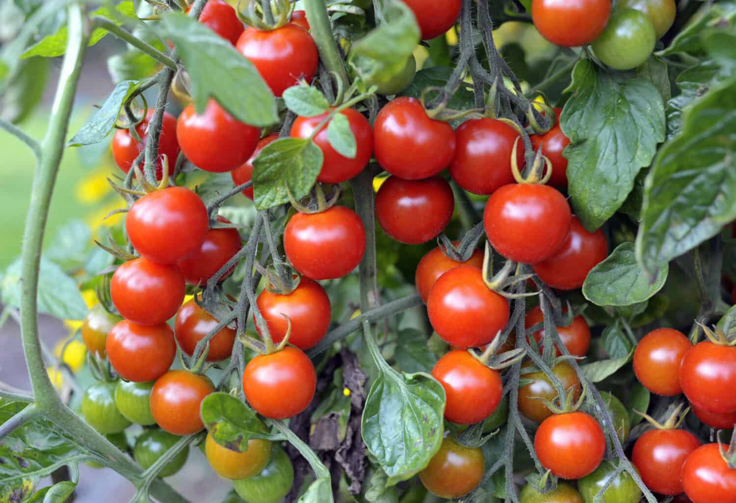 Le 15 verdure migliori e più facili da coltivare in Texas
