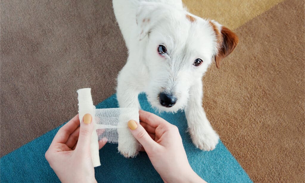 Il proprietario avvolge la zampa ferita del suo Jack Russell Terrier