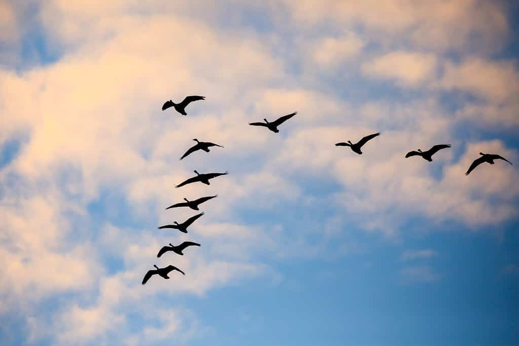 Stormo di oche del Canada (Branta canadensis) che volano in formazione a V in un cielo di novembre.