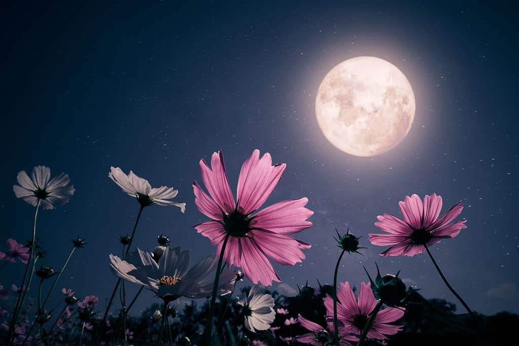 Scena notturna romantica - Bellissimo fiore rosa in giardino con cieli notturni e luna piena.  fiore del cosmo nella notte