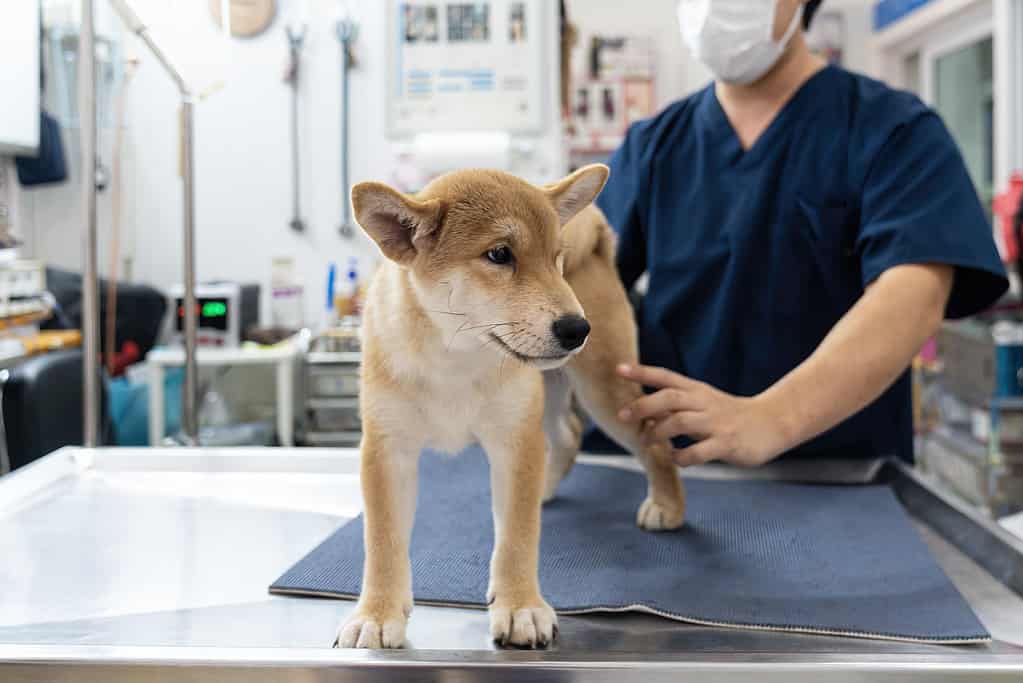 Veterinario che esamina il cane del cucciolo Shiba inu.  controllare il corpo con un veterinario.