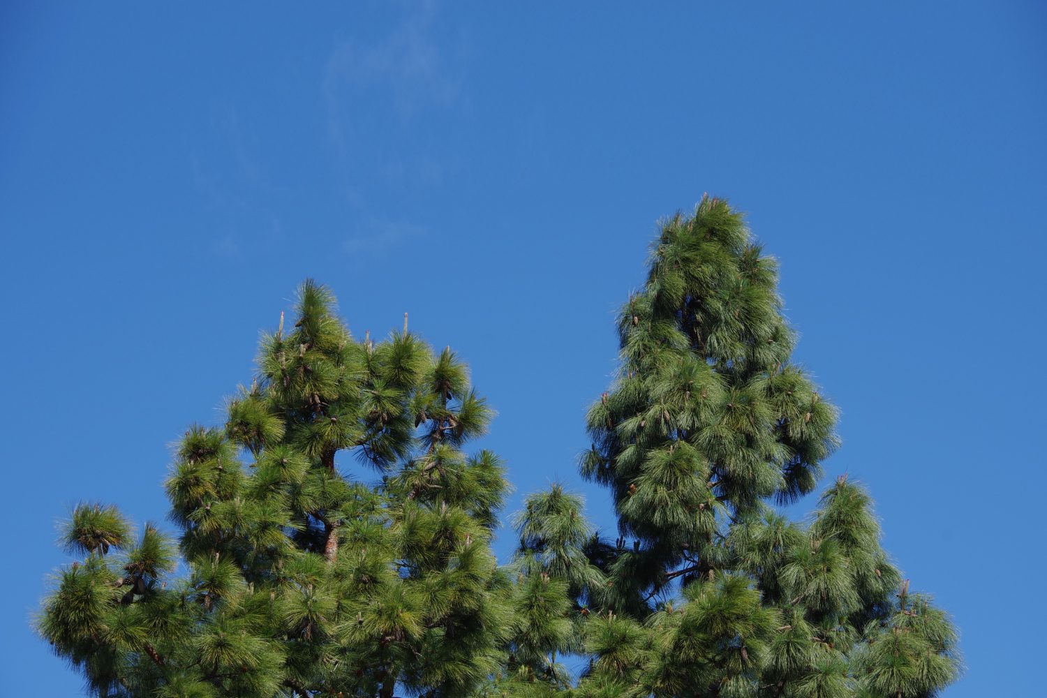 Alti pini di Monterey sotto il cielo blu