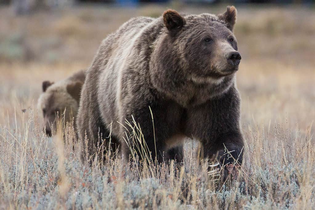 Grizzly 399 con un cucciolo