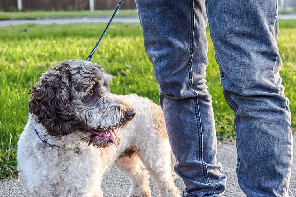 Primo piano di un cane Cockapoo durante una passeggiata