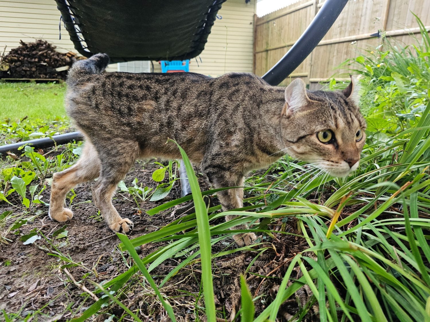 Un gatto highlander maculato fuori che esplora un'area giardino in un cortile.