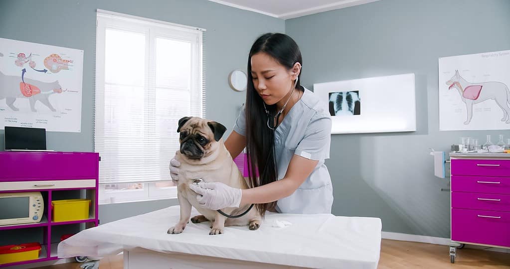 Veterinario femminile asiatico che controlla cane con lo stetoscopio.  Medico veterinario che accarezza l'animale domestico.  Donna attenta che lavora in ospedale in tuta medica.  Concetto di cura degli animali domestici, veterinari, animali sani